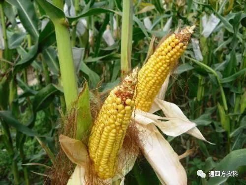 ���׶d���c�՗U��ԭ����