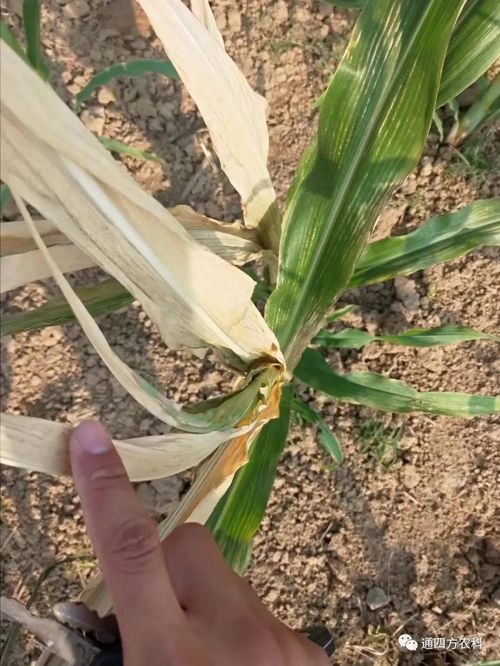 ���쵽����������ģʽ���_������������ɶΣ��������A(y��)����